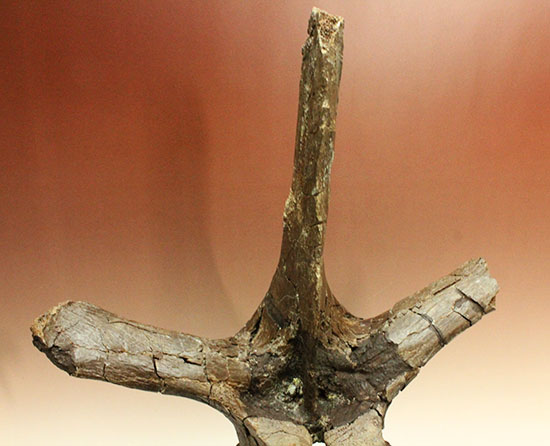恐竜コレクターなら必ず抑えたい逸品！エドモントサウルス(Edmontosaurus)の巨大脊椎骨。（その3）
