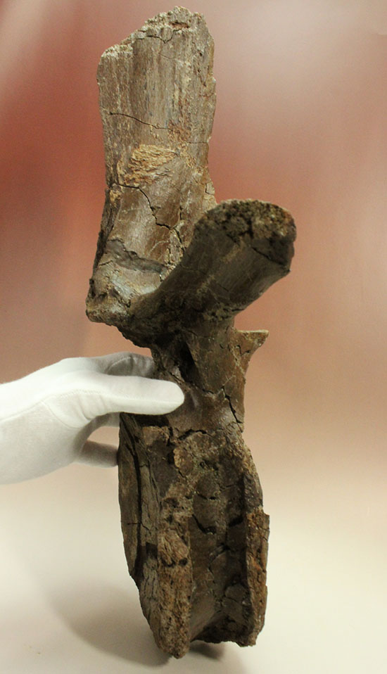 恐竜コレクターなら必ず抑えたい逸品!エドモントサウルス(Edmontosaurus)の巨大脊椎骨。(その6)
