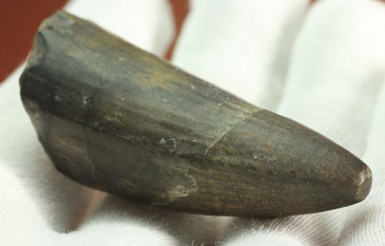 ティラノサウルス・レックスを凌ぐ希少性!スコミムス(Suchomimis tenerensis)歯化石(その10)