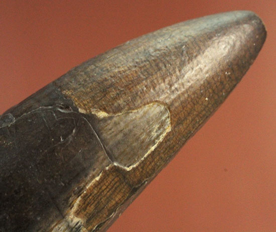 ティラノサウルス・レックスを凌ぐ希少性！スコミムス(Suchomimis tenerensis)歯化石（その12）
