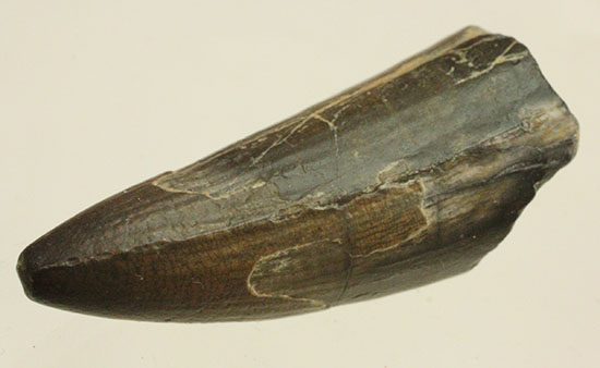 ティラノサウルス・レックスを凌ぐ希少性！スコミムス(Suchomimis tenerensis)歯化石（その14）