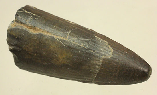 ティラノサウルス・レックスを凌ぐ希少性！スコミムス(Suchomimis tenerensis)歯化石（その15）