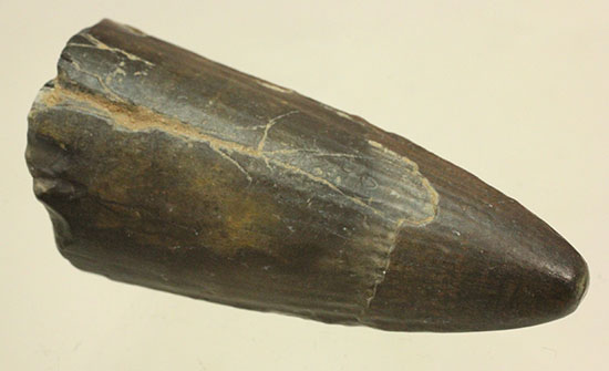ティラノサウルス・レックスを凌ぐ希少性!スコミムス(Suchomimis tenerensis)歯化石(その15)