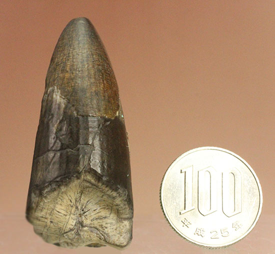 ティラノサウルス・レックスを凌ぐ希少性！スコミムス(Suchomimis tenerensis)歯化石（その16）