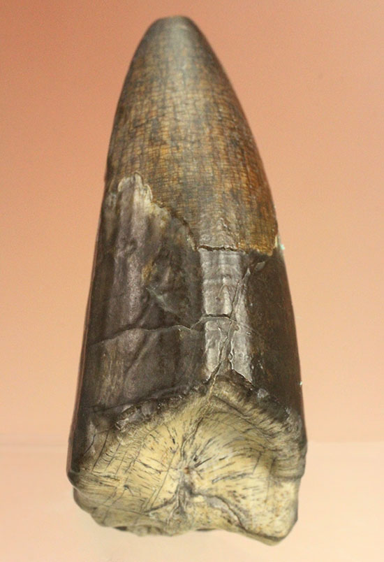 ティラノサウルス・レックスを凌ぐ希少性!スコミムス(Suchomimis tenerensis)歯化石(その2)
