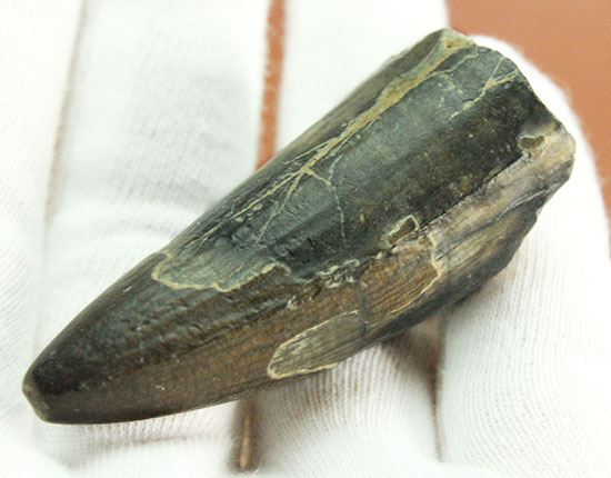 ティラノサウルス・レックスを凌ぐ希少性!スコミムス(Suchomimis tenerensis)歯化石(その5)