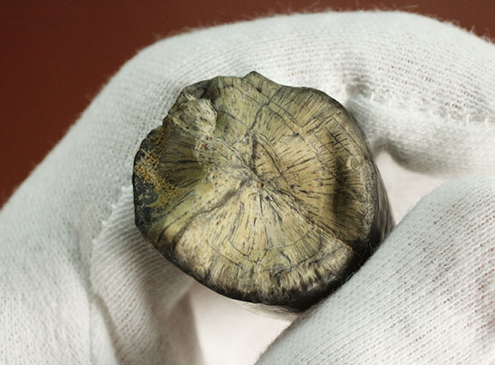 ティラノサウルス・レックスを凌ぐ希少性!スコミムス(Suchomimis tenerensis)歯化石(その6)