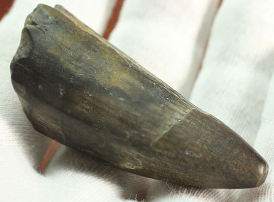ティラノサウルス・レックスを凌ぐ希少性!スコミムス(Suchomimis tenerensis)歯化石(その7)