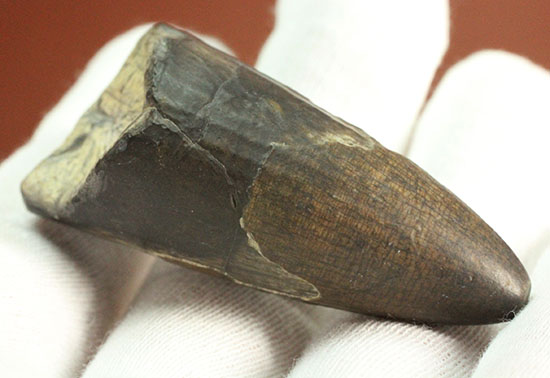 ティラノサウルス・レックスを凌ぐ希少性!スコミムス(Suchomimis tenerensis)歯化石(その8)
