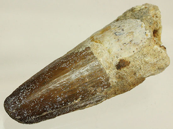 濃い茶色の歯根が印象的なスピノサウルス(Spinosaurus)の歯化石（その7）