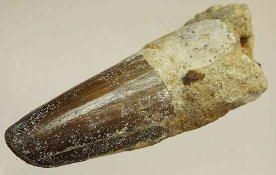 濃い茶色の歯根が印象的なスピノサウルス(Spinosaurus)の歯化石（その8）