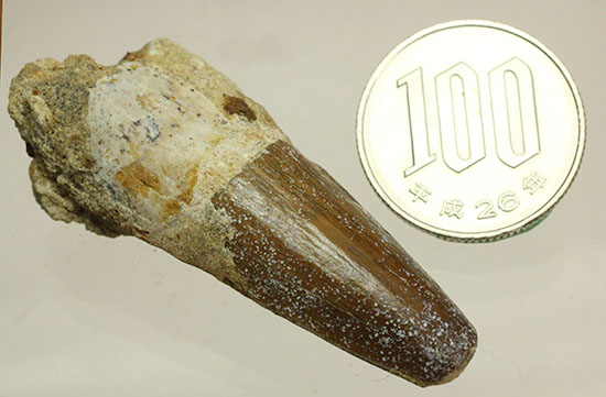 濃い茶色の歯根が印象的なスピノサウルス(Spinosaurus)の歯化石（その9）
