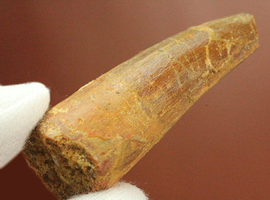 良型!スピノサウルス(Spinosaurus)の歯化石(その1)
