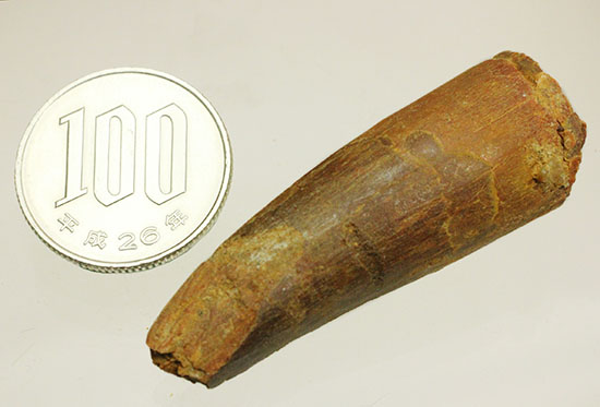 良型!スピノサウルス(Spinosaurus)の歯化石(その10)