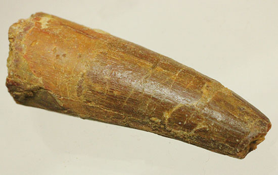 良型!スピノサウルス(Spinosaurus)の歯化石(その4)