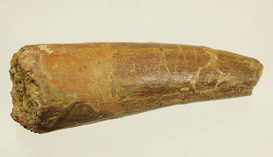 良型!スピノサウルス(Spinosaurus)の歯化石(その5)
