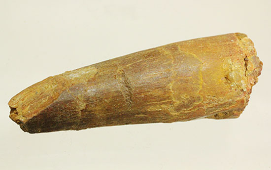 良型!スピノサウルス(Spinosaurus)の歯化石(その6)