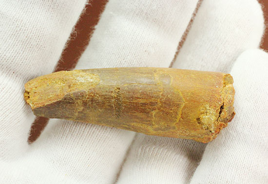 良型!スピノサウルス(Spinosaurus)の歯化石(その8)