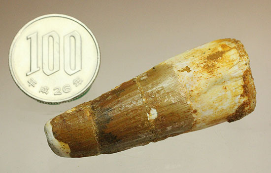 ファーストコレクションにいかが?スピノサウルス(Spinosaurus)の歯化石(その11)