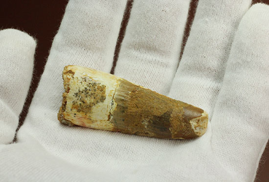 ファーストコレクションにいかが?スピノサウルス(Spinosaurus)の歯化石(その3)