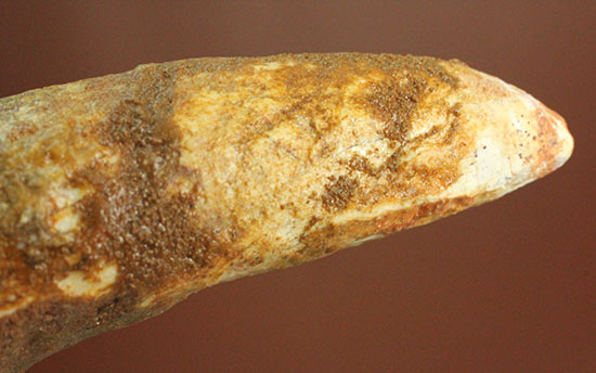 ルート部に特徴あり!白亜紀の肉食恐竜スピノサウルス(Spinosaurus)歯化石(その11)