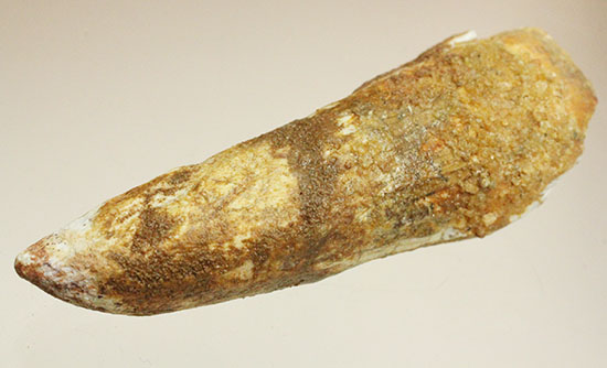 ルート部に特徴あり!白亜紀の肉食恐竜スピノサウルス(Spinosaurus)歯化石(その12)