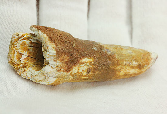 ルート部に特徴あり!白亜紀の肉食恐竜スピノサウルス(Spinosaurus)歯化石(その4)