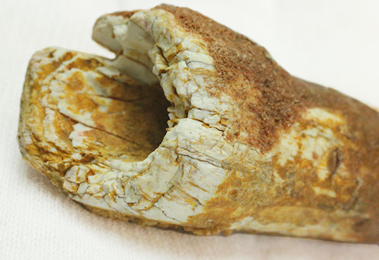 ルート部に特徴あり!白亜紀の肉食恐竜スピノサウルス(Spinosaurus)歯化石(その5)