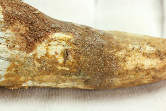 ルート部に特徴あり!白亜紀の肉食恐竜スピノサウルス(Spinosaurus)歯化石(その6)