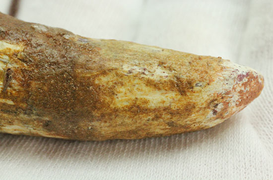 ルート部に特徴あり!白亜紀の肉食恐竜スピノサウルス(Spinosaurus)歯化石(その7)