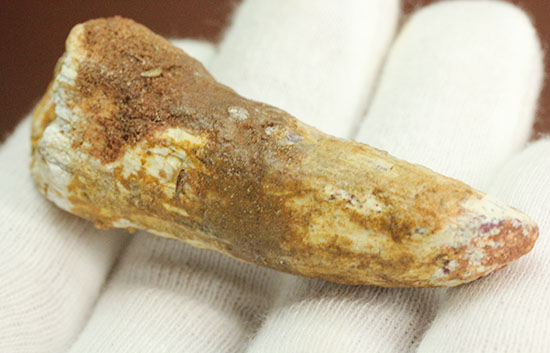 ルート部に特徴あり!白亜紀の肉食恐竜スピノサウルス(Spinosaurus)歯化石(その8)