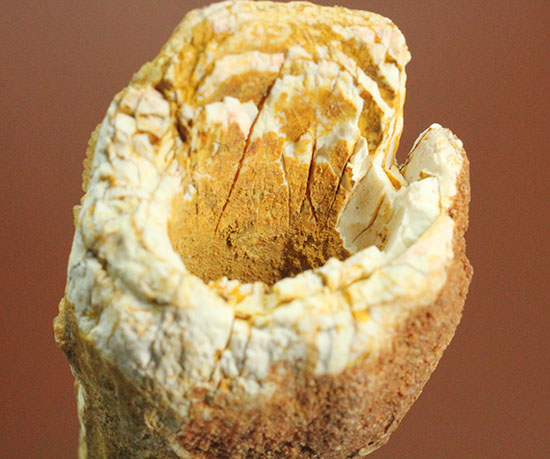 ルート部に特徴あり!白亜紀の肉食恐竜スピノサウルス(Spinosaurus)歯化石(その9)