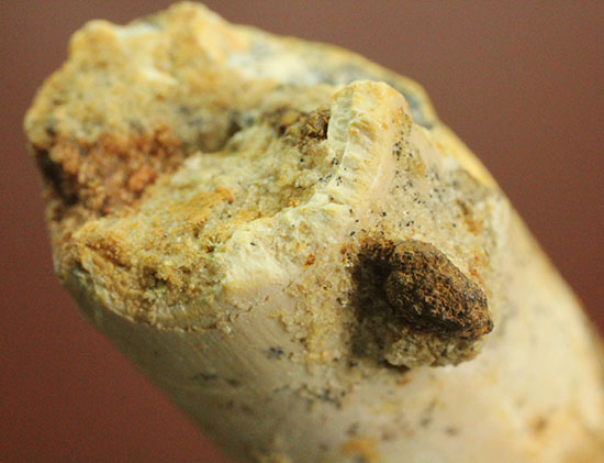 縦に走る線状痕が保存されている肉食恐竜スピノサウルス(Spinosaurus)歯化石(その10)