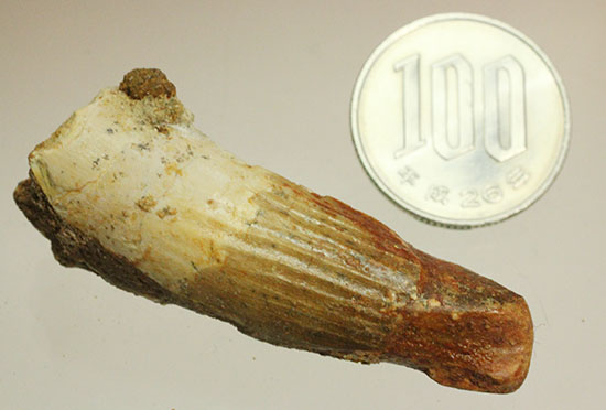 縦に走る線状痕が保存されている肉食恐竜スピノサウルス(Spinosaurus)歯化石(その11)