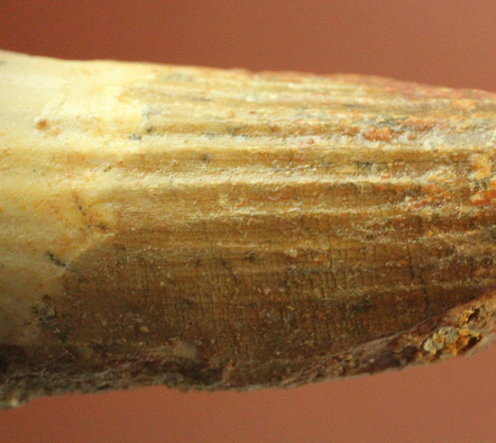 縦に走る線状痕が保存されている肉食恐竜スピノサウルス(Spinosaurus)歯化石(その2)