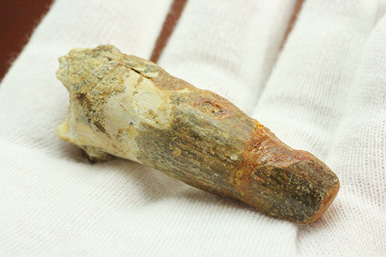 縦に走る線状痕が保存されている肉食恐竜スピノサウルス(Spinosaurus)歯化石(その6)