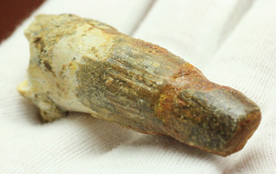 縦に走る線状痕が保存されている肉食恐竜スピノサウルス(Spinosaurus)歯化石(その7)