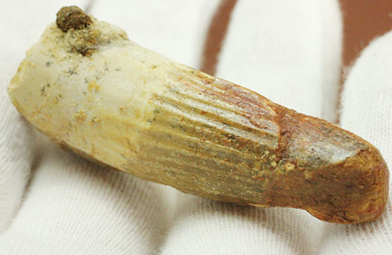 縦に走る線状痕が保存されている肉食恐竜スピノサウルス(Spinosaurus)歯化石(その8)