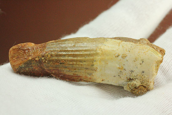 縦に走る線状痕が保存されている肉食恐竜スピノサウルス(Spinosaurus)歯化石(その9)