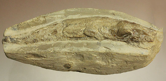 白亜紀ブラジルセアラ州産魚化石（その11）