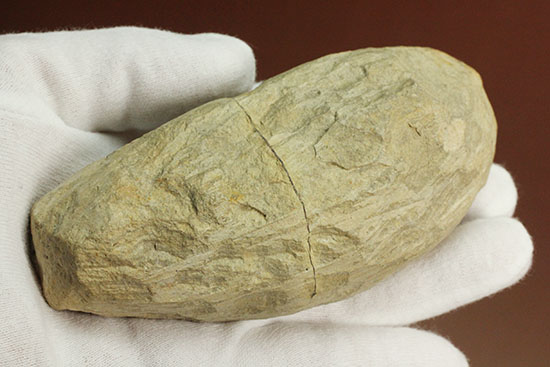 白亜紀ブラジルセアラ州産魚化石（その7）