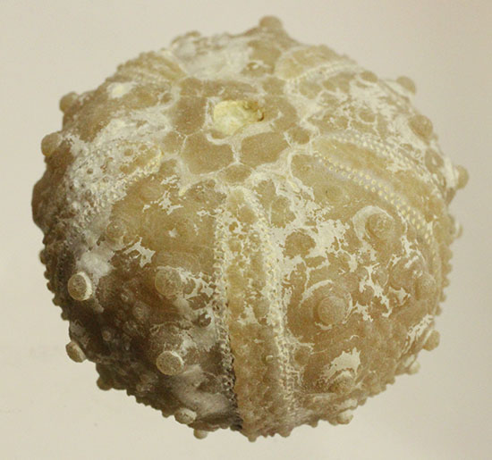 白亜紀の美味しそうな？ウニの化石（goniopygus coutini） 化石 販売