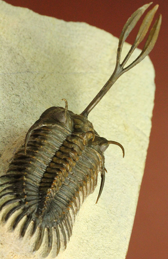 最も人気のある三葉虫の一つ、ワリセロプス・ロングフォークの極上品。マニア垂涎の逸品です。（その1）