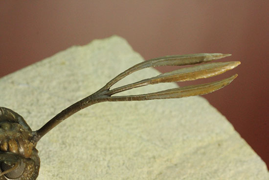最も人気のある三葉虫の一つ、ワリセロプス・ロングフォークの極上品。マニア垂涎の逸品です。（その11）