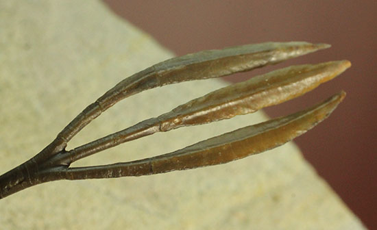 最も人気のある三葉虫の一つ、ワリセロプス・ロングフォークの極上品。マニア垂涎の逸品です。（その12）