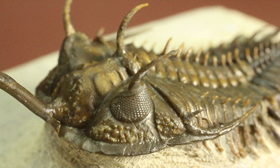 最も人気のある三葉虫の一つ、ワリセロプス・ロングフォークの極上品。マニア垂涎の逸品です。（その14）