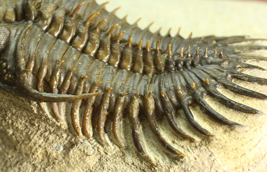 最も人気のある三葉虫の一つ、ワリセロプス・ロングフォークの極上品。マニア垂涎の逸品です。（その15）