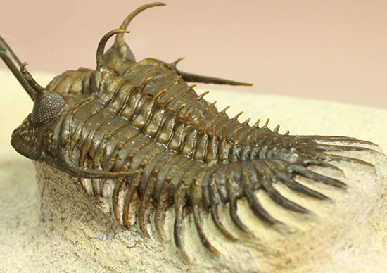 最も人気のある三葉虫の一つ、ワリセロプス・ロングフォークの極上品。マニア垂涎の逸品です。（その16）
