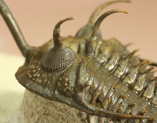 最も人気のある三葉虫の一つ、ワリセロプス・ロングフォークの極上品。マニア垂涎の逸品です。（その17）