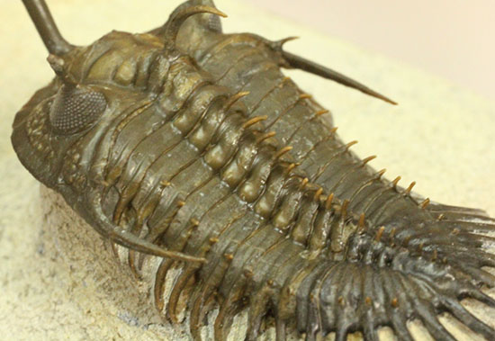最も人気のある三葉虫の一つ、ワリセロプス・ロングフォークの極上品。マニア垂涎の逸品です。（その18）